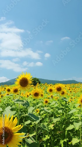青空の下で風に揺れるひまわり畑