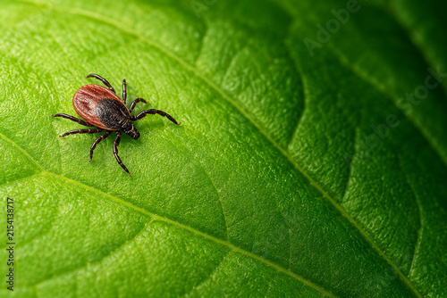 Macro Close Up of Brown Tick on Fresh Green Leaf with Copy Space

