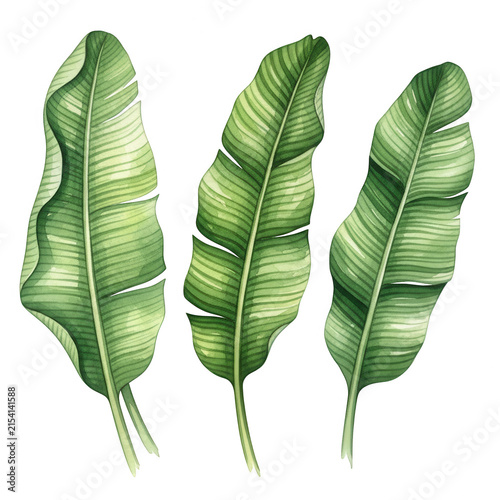 Three vibrant green banana leaves painted in watercolor style isolated on transparent background for tropical designs