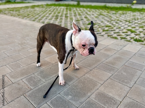Fotografie Chocolate and white Boston Terrier in courtyard near modern residential building, urban pet lifestyle and contemporary neighborhood concept