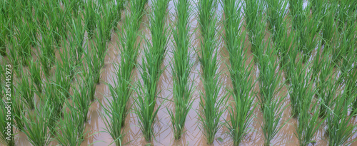 Young Rice Plants Growing in Flooded Paddy Field