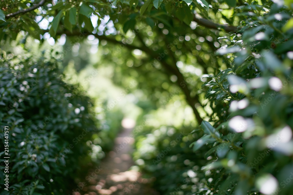 Fototapeta premium The Green Garden Path Through a Lush Leafy Archway to Light
