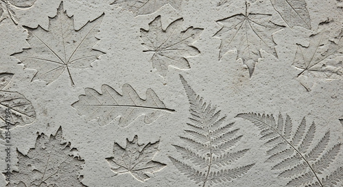 Detailed leaf imprint on a concrete texture pattern surface featuring a fossil arrangement of foliage in a grey cement finish