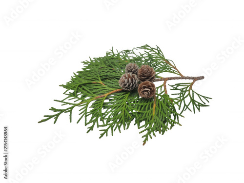 Small cedar branch with tiny brown pinecones isolated on transparent background for rustic natural forest elements