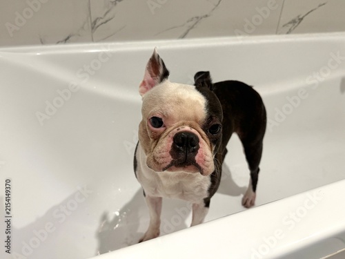 Chocolate and white Boston Terrier in snow-white bathroom after walk, pet hygiene and post-walk care concept, clean minimalist interior