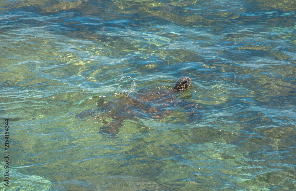 Fototapeta premium Green sea turtle (Chelonia mydas) swimming on the turquopise waters off Hoʻokipa Beach Park, Maui, Hawaii, USA