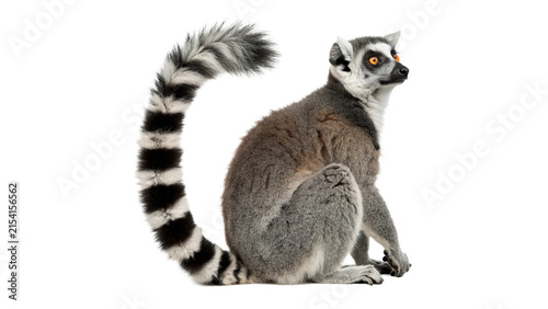 Canvas Print Wild striped lemur sitting down isolated on transparent background for wildlife