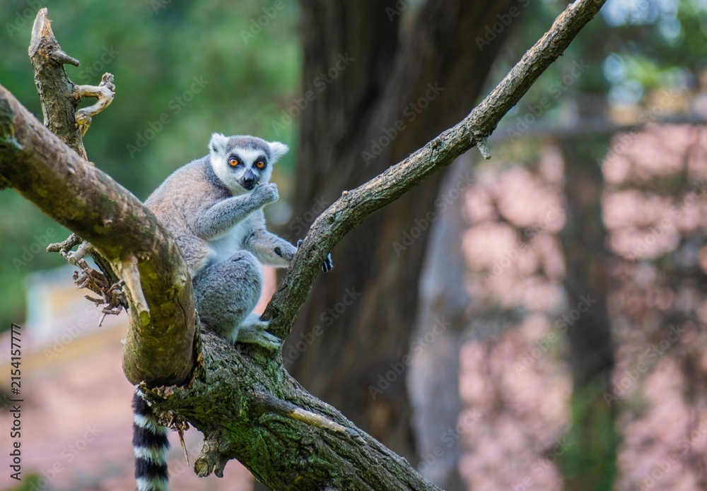 Naklejka premium lemur on tree