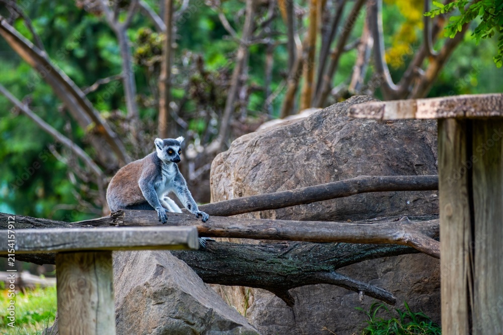 Naklejka premium ring tailed lemur catta