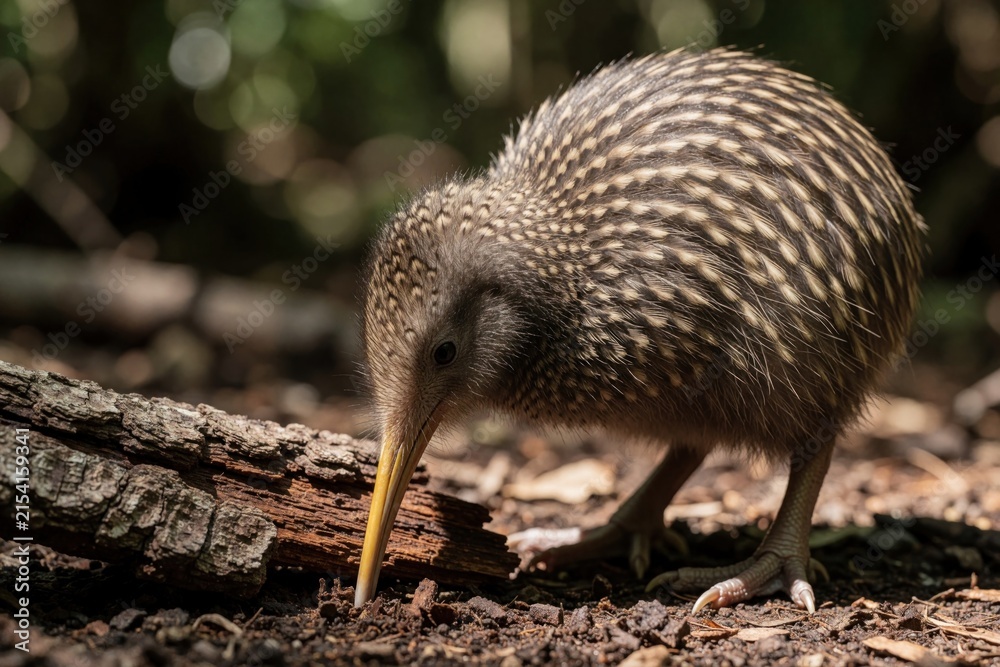 Fototapeta premium Small kiwi bird pecks at ground for food in forest. Native new zealand animal with striped feathers forages near log. Wild creature with long beak hunts insects.