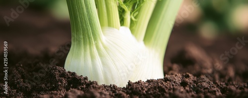 Fresh green fennel bulb growing in rich dark soil outdoors in garden plant