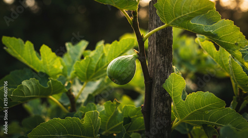 Single green fig growing on branch among leaves in orchard