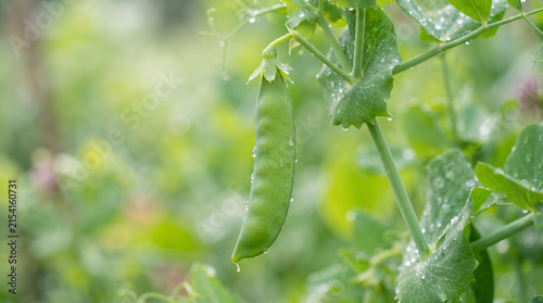 Single green pea pod hanging on plant in organic vegetable garden