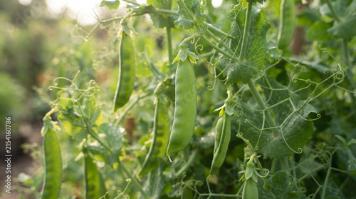 Fresh green pea pods growing on vines in a garden