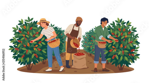 Diverse Workers Harvesting Ripe Coffee Beans in Plantation