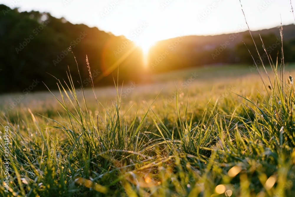Obraz premium The Golden Grass in a Sunset Meadow Shimmering with Warm Backlight