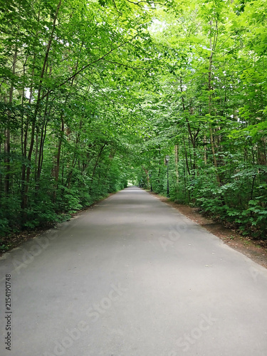 A straight, paved road winds through a dense green forest lined with leafy trees. A forest path or road flanked by abundant vegetation. Landscapes and Nature.