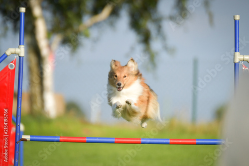 Fotografía Dog is jumping over the hurdles
