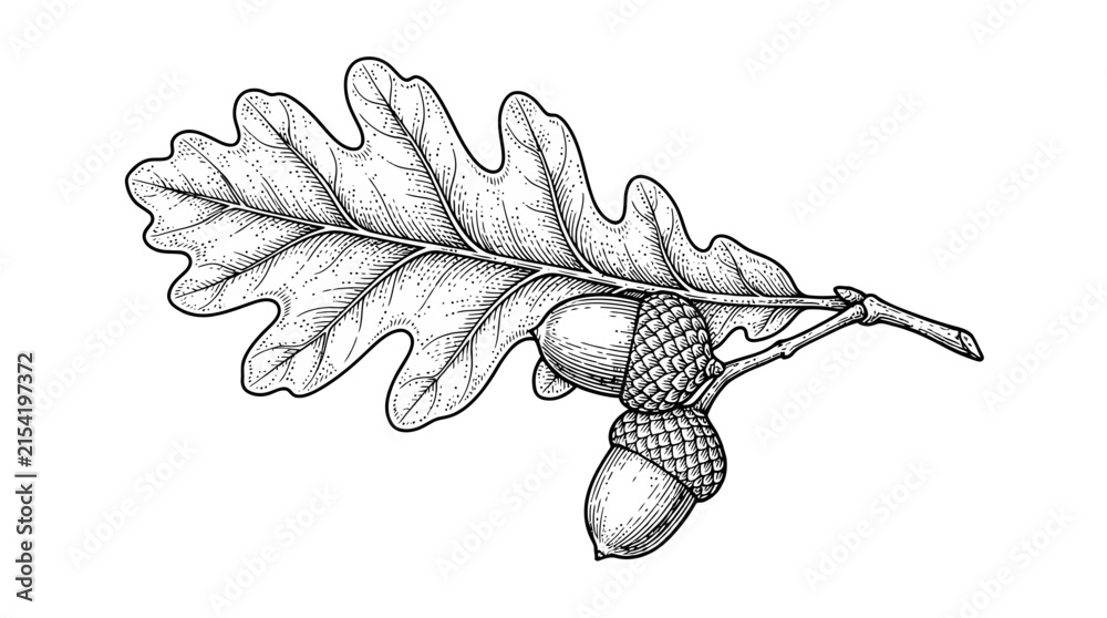 Fototapeta premium Oak branch with a single large leaf and two detailed acorns is rendered in a vintage line art engraving style.