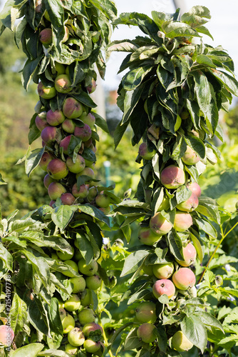 Foto Espalier Apple Trees Laden With Ripening Apples In Sunny Garden Orchard