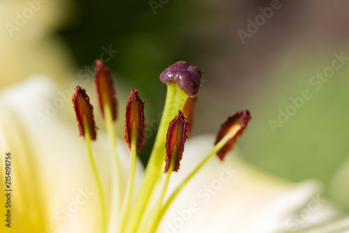 Macro Close-Up Of Yellow Lily Stamen And Pistil With Soft Bokeh Background