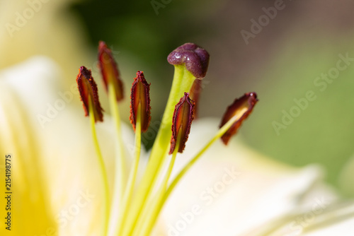 Принти на полотні Macro Close-Up Of Yellow Lily Stamen And Pistil With Soft Bokeh Background