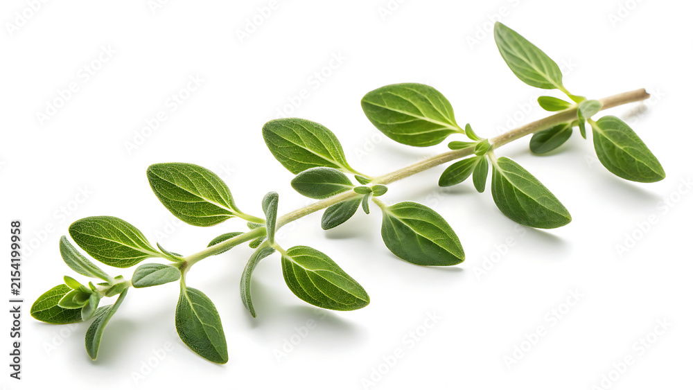 Fototapeta premium Fresh green oregano herb sprig isolated on white background for culinary cooking