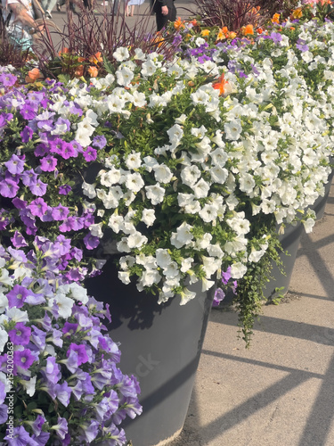 Petunia or Petunia hybrida with abundant white purple and orange flowers in decorative urban containers