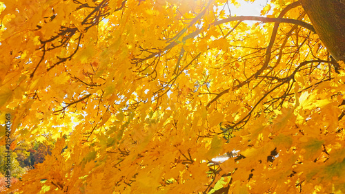 Golden maple tree canopy illuminated by warm autumn sunlight against a clear blue sky. Vibrant yellow foliage creates a striking seasonal background filled with natural beauty and color.