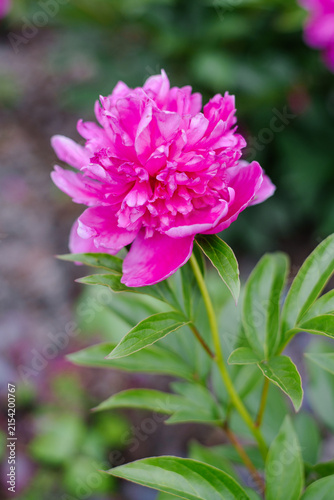 Vibrant Pink Peony Flower in Summer Garden