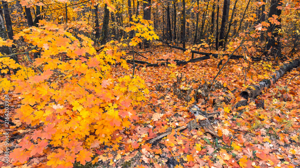 Obraz premium Autumn forest bathed in golden light