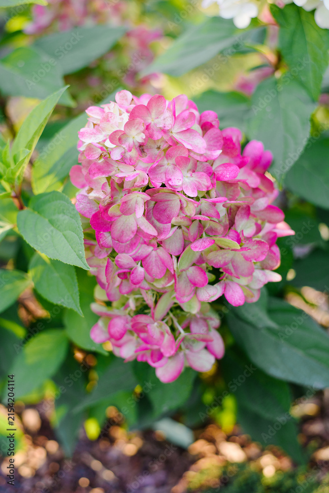 Naklejka premium Lush Bush of Bonfire Hydrangea Paniculata Covered With Intense Red Flowers