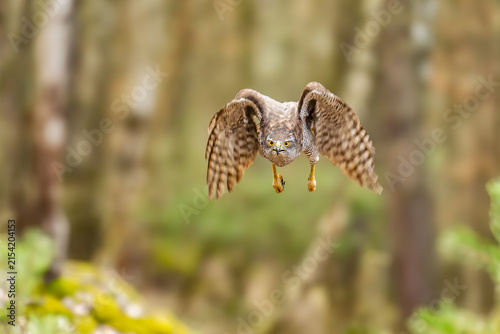 Fotografía The hawk (Accipiter gentilis) is a medium-sized predator species in the family Accipitridae
