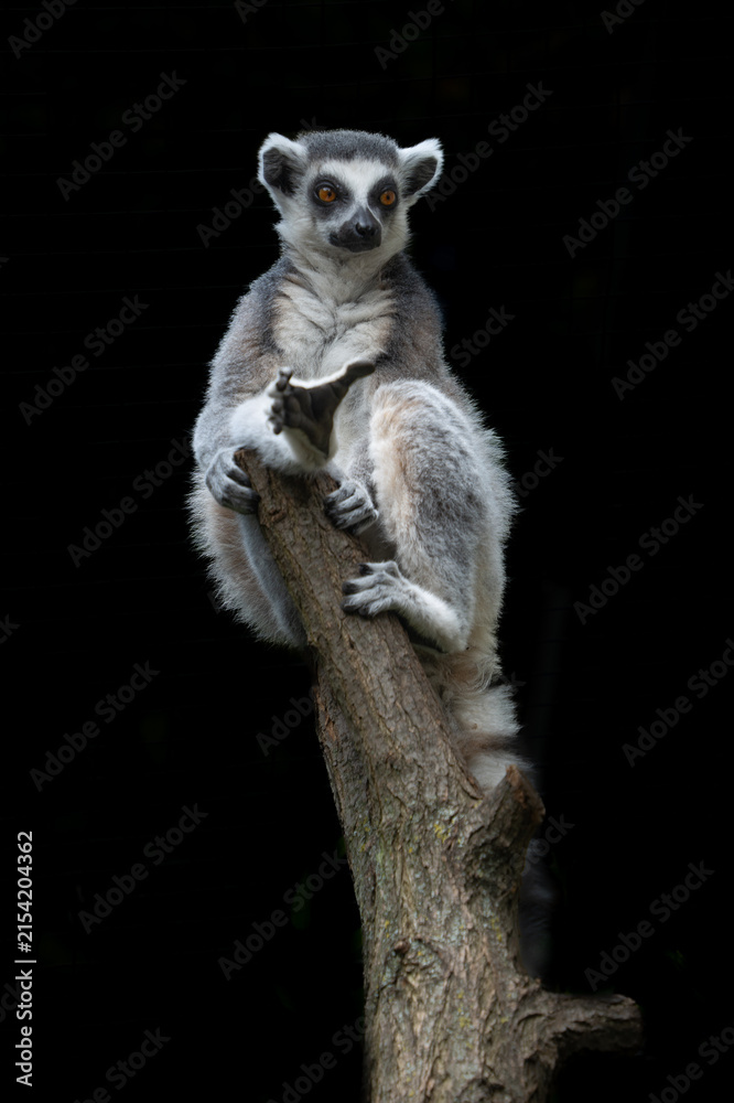 Fototapeta premium Ring tailed lemur perched high on a tree trunk isolated against a solid black background with wildlife