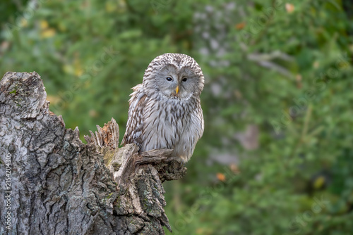 Fotografía The Ural owl (Strix uralensis) is a large nocturnal owl.