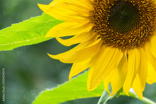 Принти на полотні Close-up on the head of sunflower blooming, textures of stamens