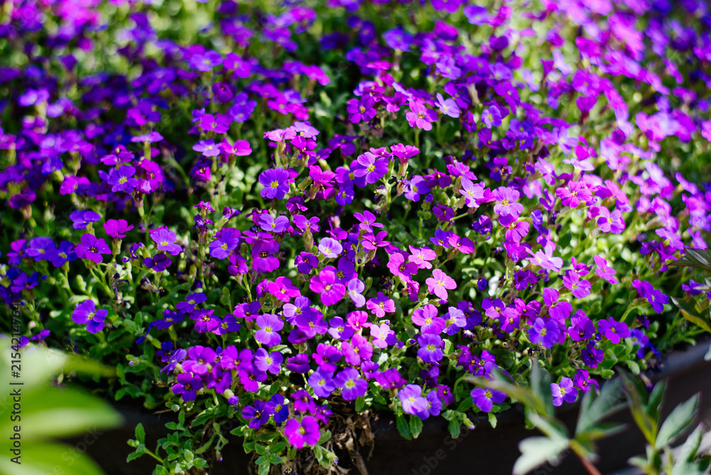 Obraz premium Stunning Purple Aubrieta Flowers in Full Spring Bloom
