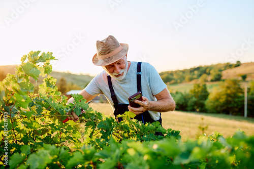 Fotografía Experienced farmer pruning grapevines in a vineyard, inspecting plants with a sm