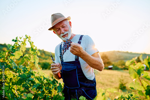 Konstfotografi Senior winemaker examining fresh grapes during harvest season