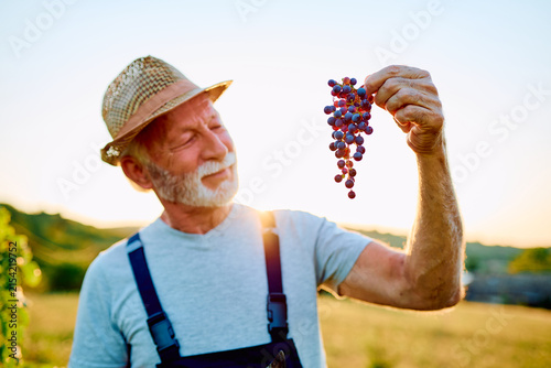 Senior farmer enjoying the grape harvest at sunset  proudly holding a ripe bunch of grapes from his organic vineyard