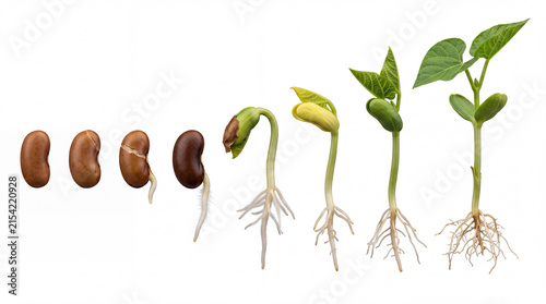 Bean plant growth on white.