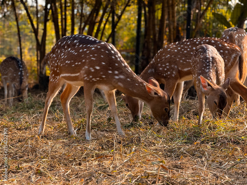 Fotografie A herd of spotted axis deer grazing on dry grass in an outdoor park with bamboo trees in the background
