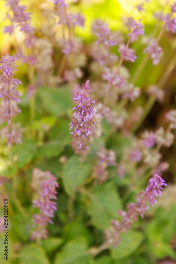Fototapeta premium Salvia verticillata 'Purple rain'