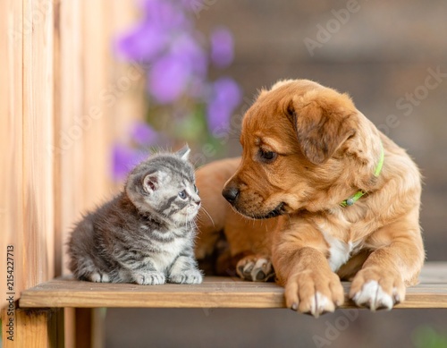 犬と猫