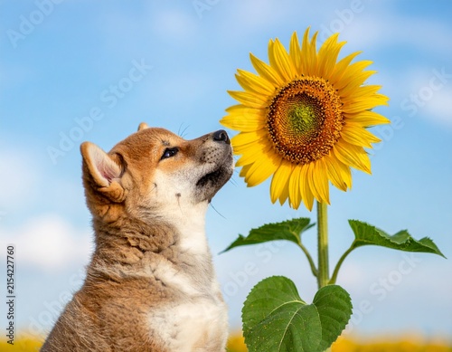 ひまわりと柴犬