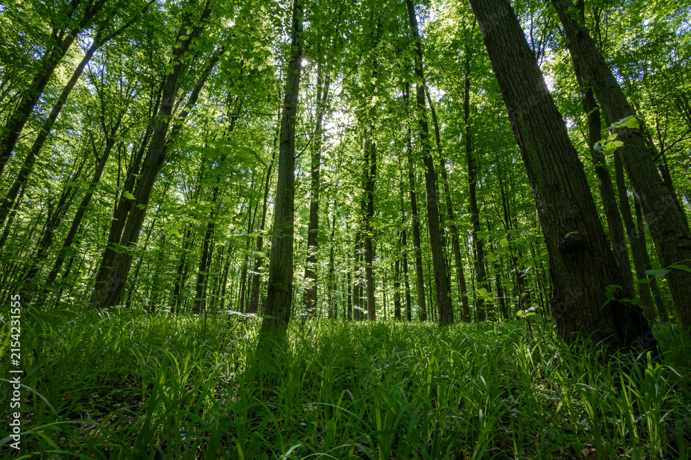 Obraz premium forest trees. nature green wood sunlight backgrounds.