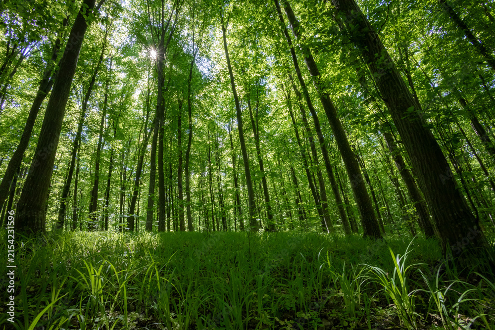Obraz premium forest trees. nature green wood sunlight backgrounds.
