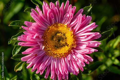 Fotografie Close-up of a pink aster flower with a yellow heart in a sunlit garden