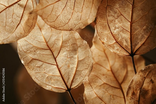 Close-up macro shot of dried translucent skeleton leaves with intricate vein patterns in shades of brown and beige creating a natural organic texture and earthy tones for seasonal decor