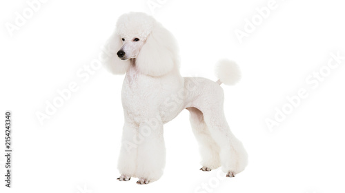 Elegant white poodle with fluffy groomed fur, standing proudly isolated on transparent background